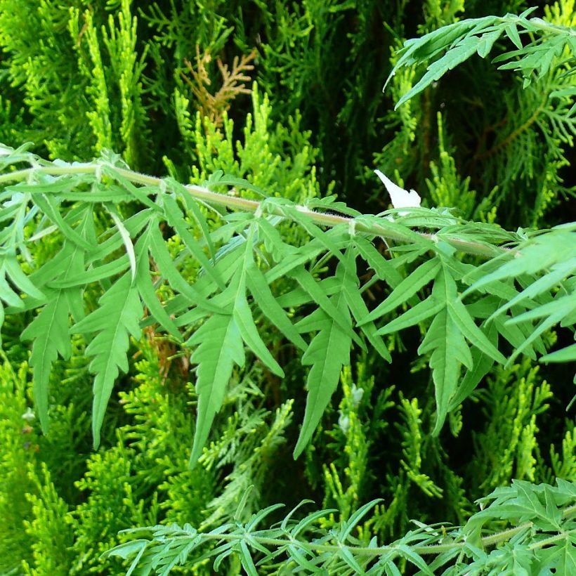 Rhus typhina Dissecta (Foliage)