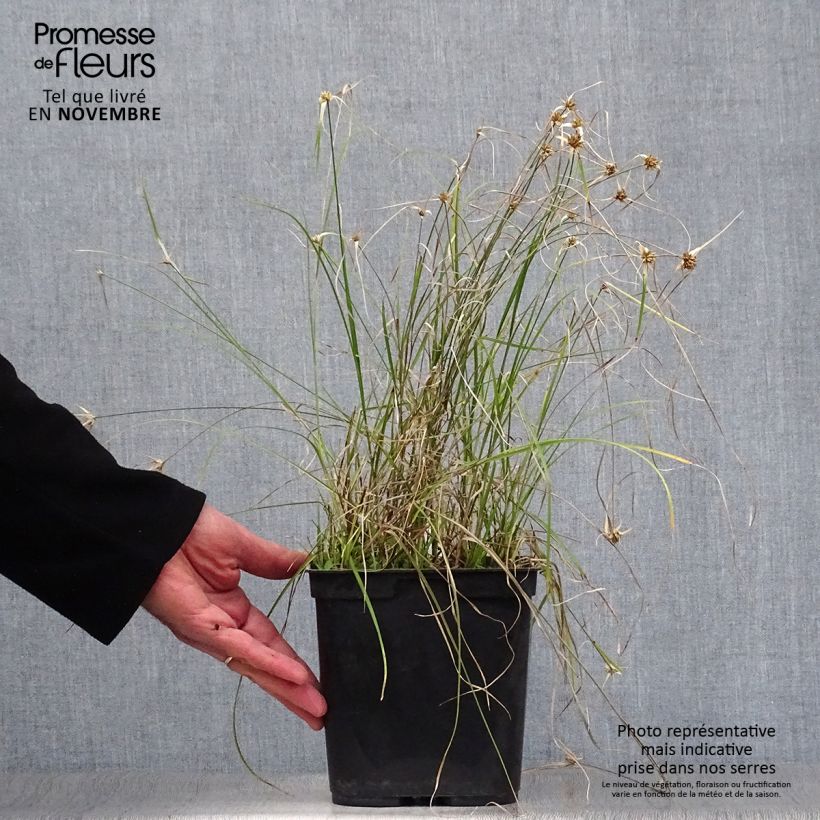 Rhynchospora colorata - White Star Sedge 2L/3L pot sample as delivered in autumn
