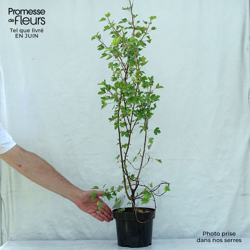 Ribes gordonianum - Gordon's Currant 3L/4L pot sample as delivered in summer