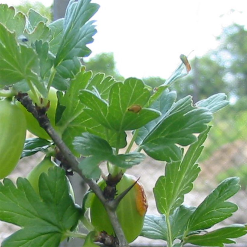 Gooseberry Worcesterberry - Ribes uva-crispa (Foliage)