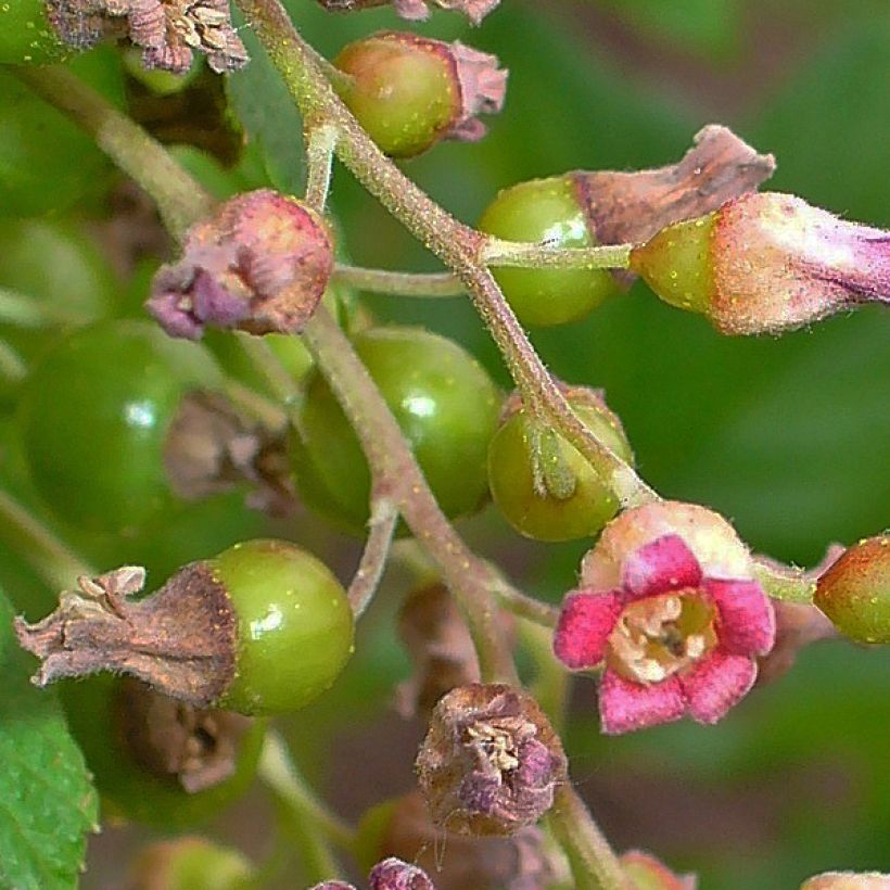 Blackcurrant Andega - Ribes nigrum (Flowering)