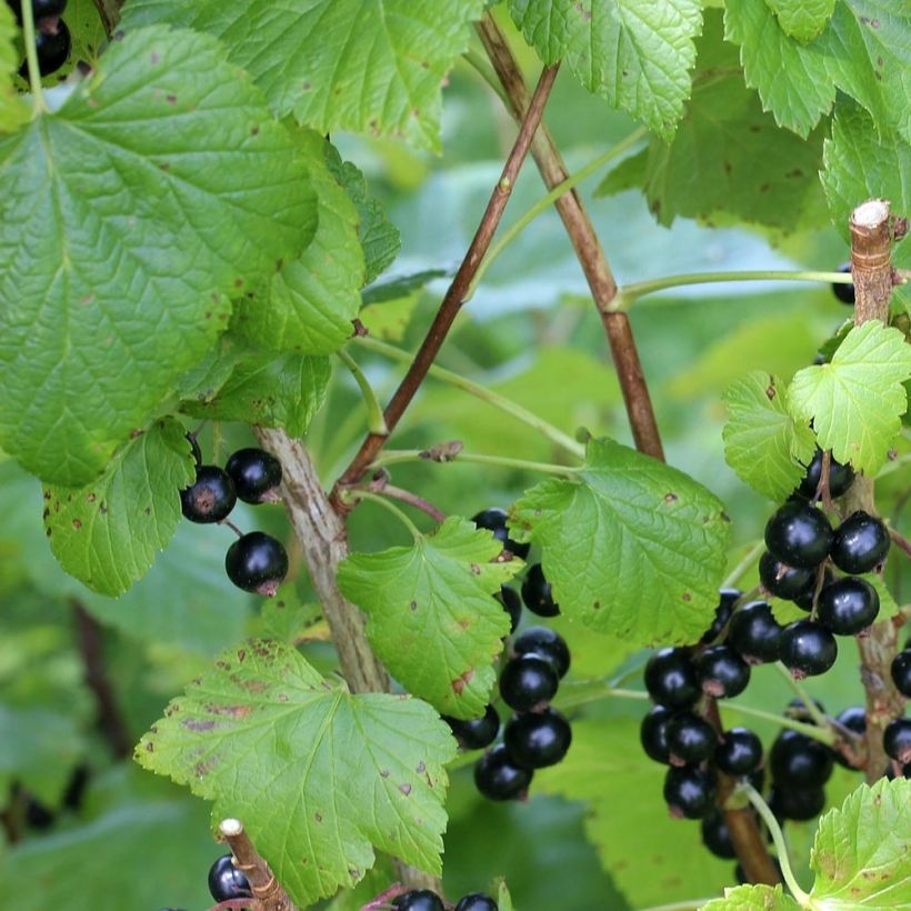Blackcurrant Little Black Sugar - Ribes nigrum (Foliage)