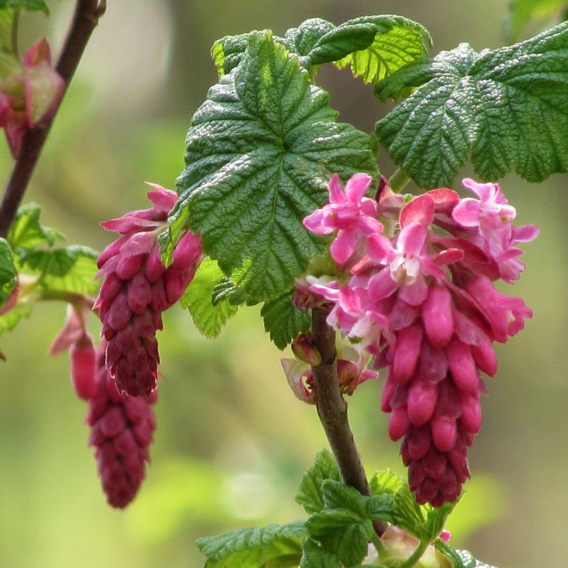 Ribes sanguineum - Flowering Currant (Flowering)