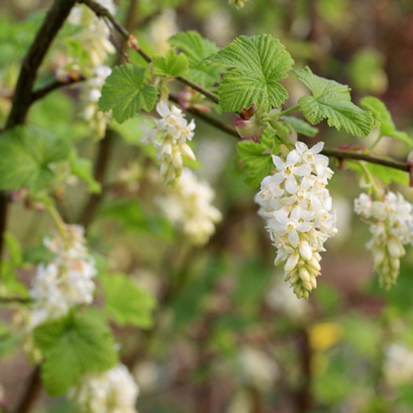 Ribes sanguineum White Icicle - Flowering Currant (Flowering)