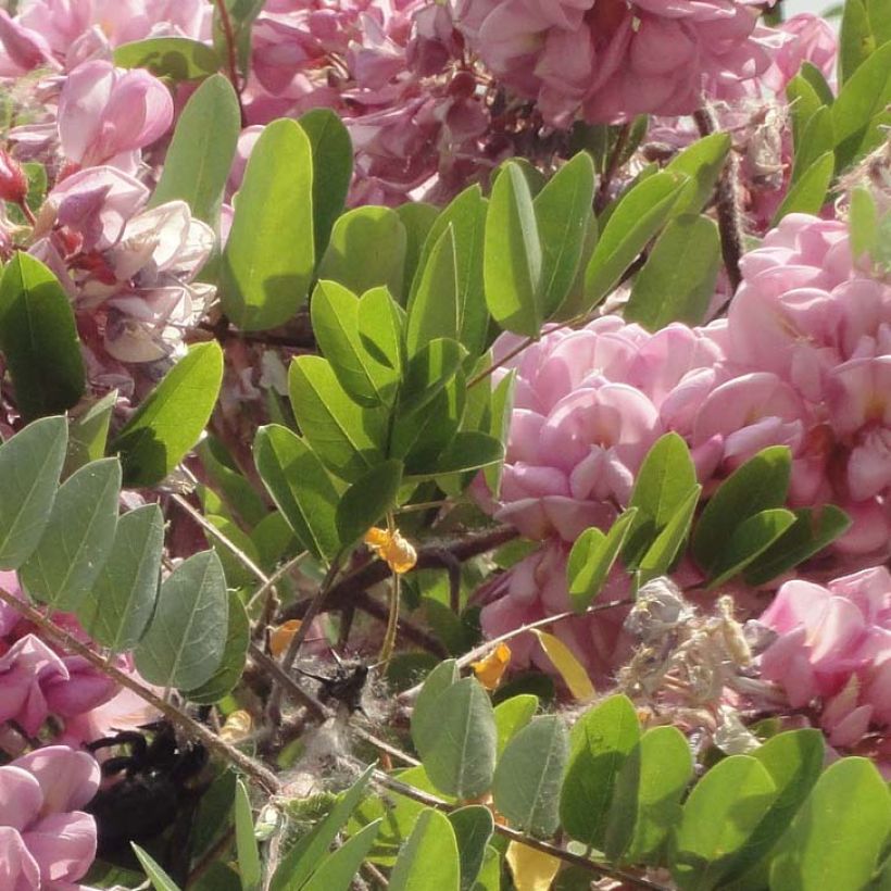 Robinia hispida Rosea - Rose acacia (Foliage)