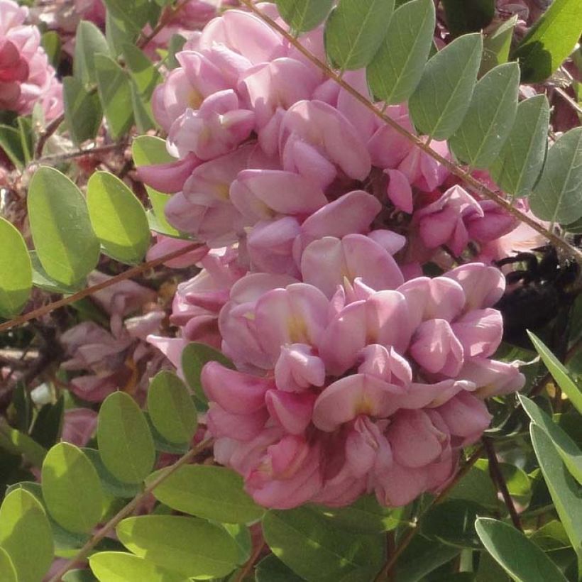 Robinia hispida Rosea - Rose acacia (Flowering)