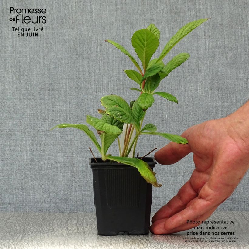 Rodgersia pinnata 8/9 cm pot sample as delivered in summer