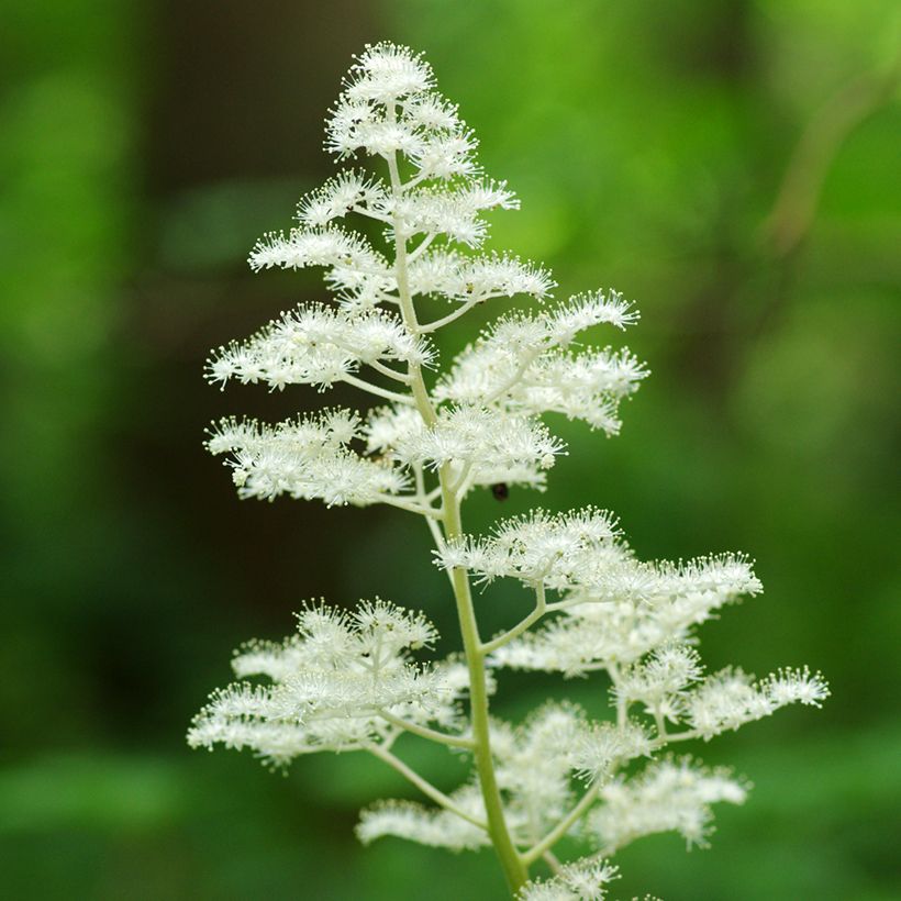 Rodgersia podophylla (Flowering)