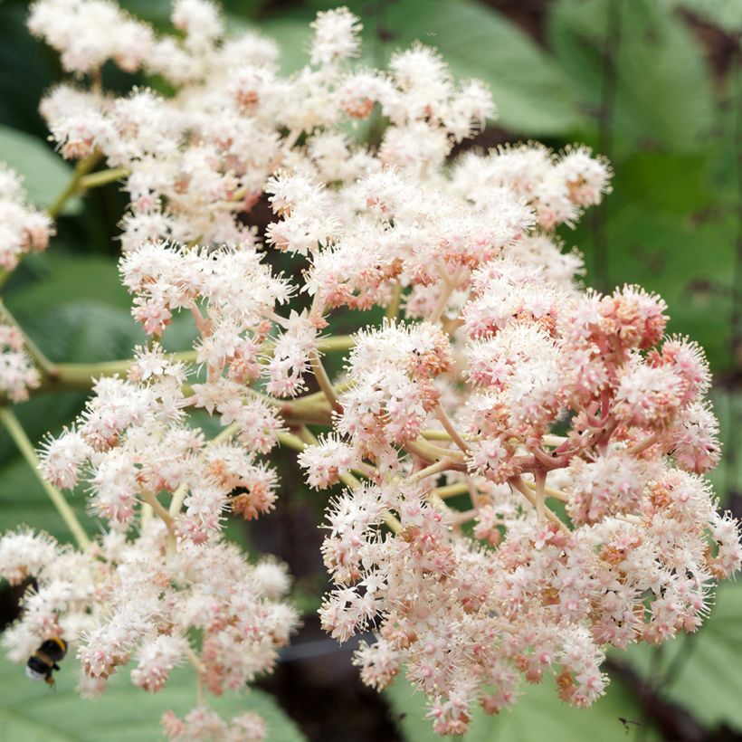 Rodgersia sambucifolia (Flowering)