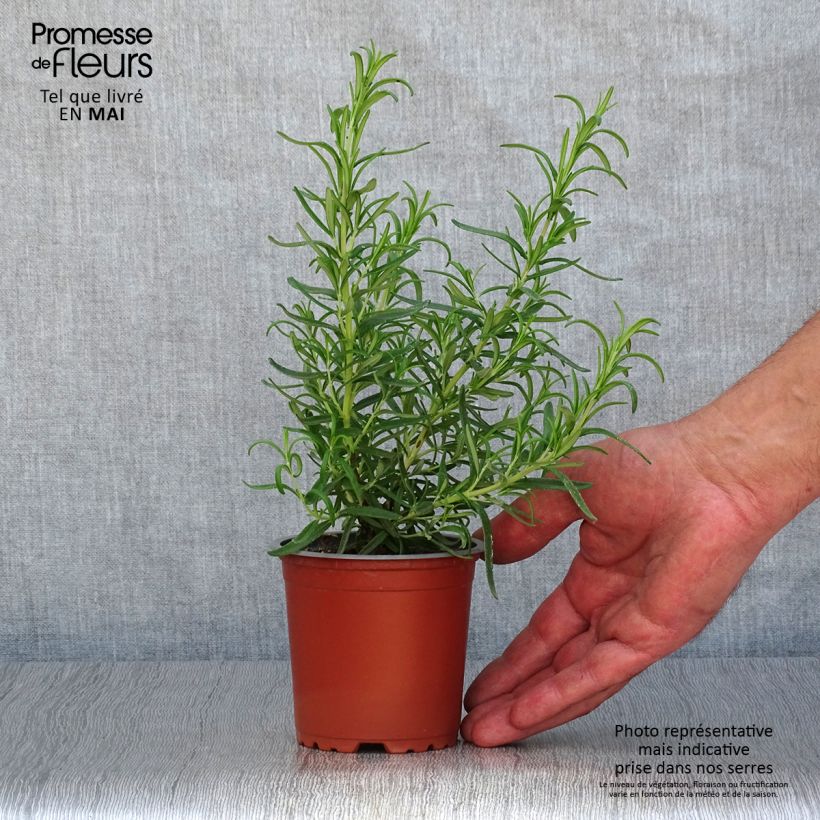 Rosmarinus officinalis Barbecue - Rosemary sample as delivered in spring