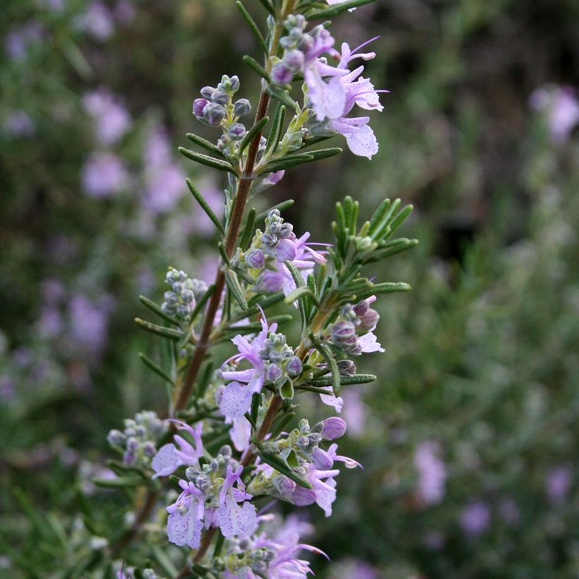 Rosmarinus officinalis Majorca Pink - Rosemary (Flowering)