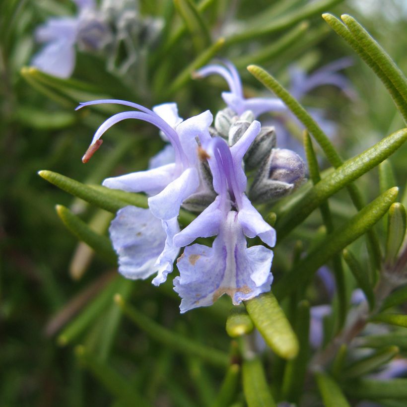 Rosmarinus officinalis Tuscan Blue (Flowering)