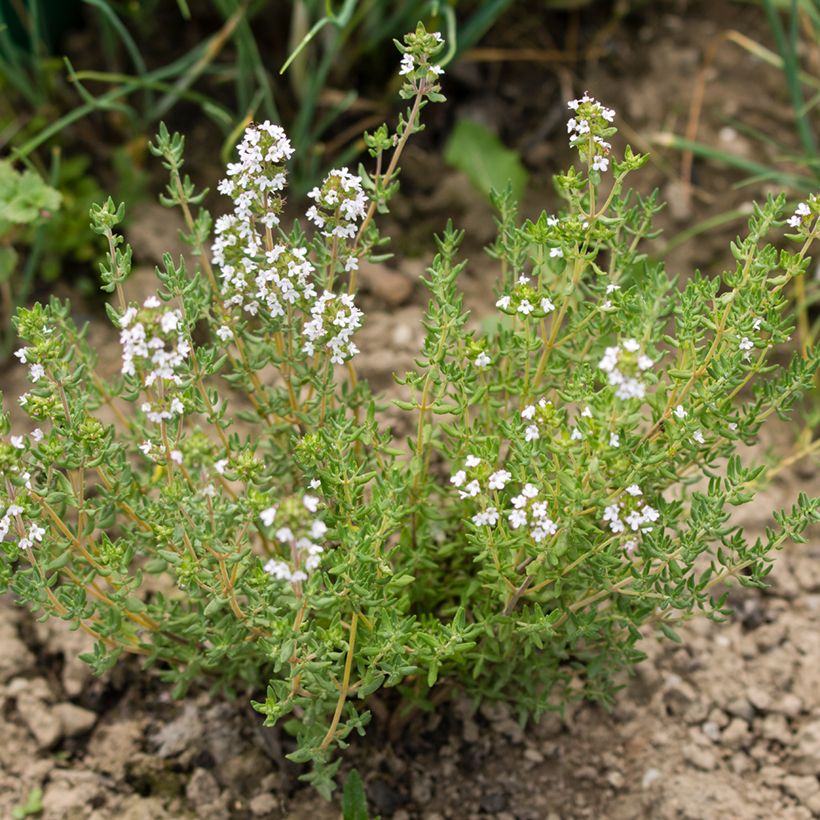 Rosmarinus officinalis Albiflorus (Plant habit)