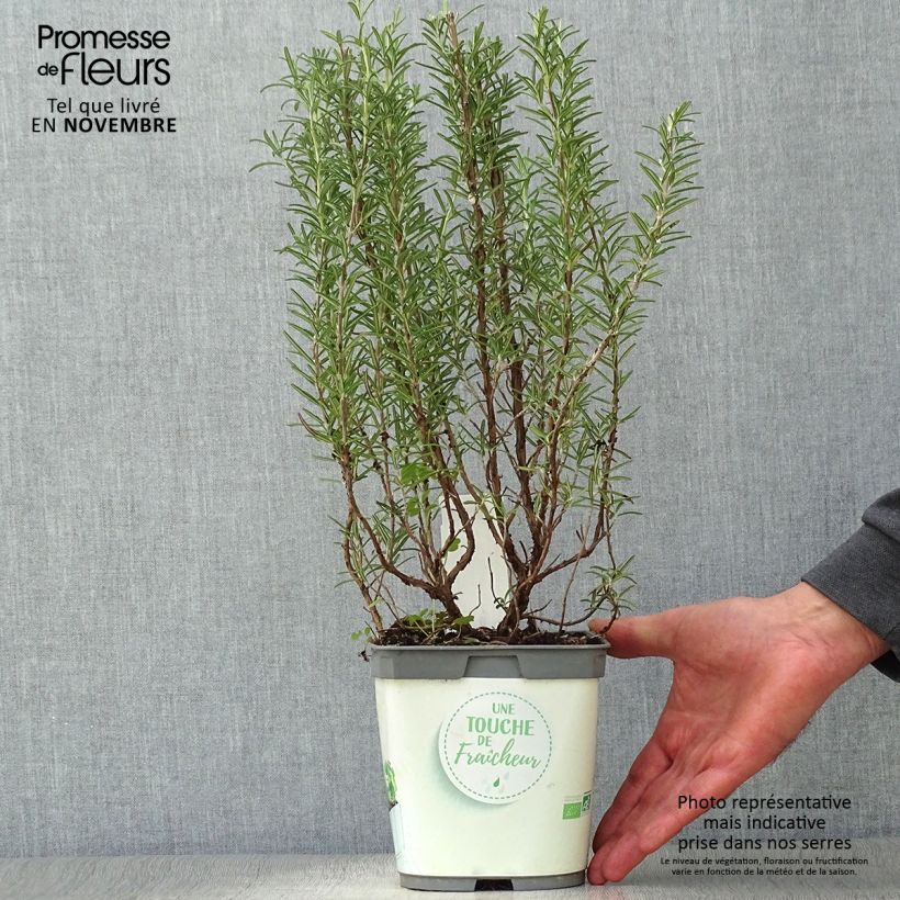 Romarin officinal Bio - Rosmarinus officinalis en plants Bio Pot de 1L./1.5L. sample as delivered in autumn