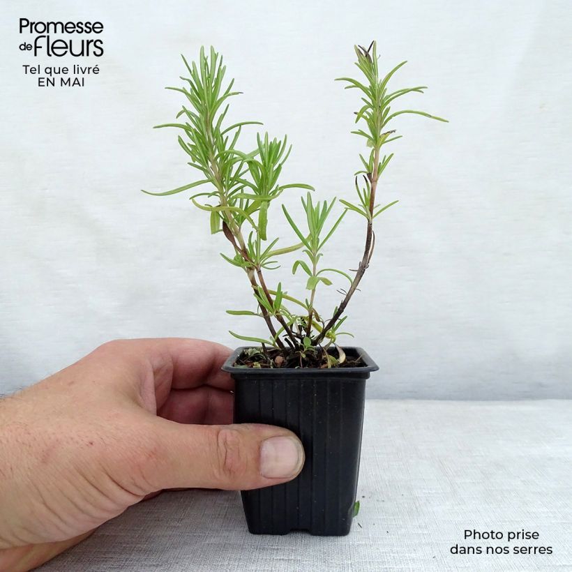 Rosmarinus officinalis - Rosemary sample as delivered in spring