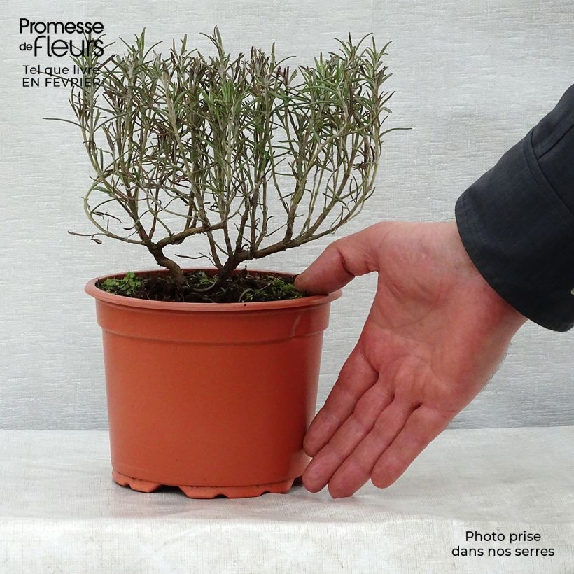 Romarin officinal - Rosmarinus officinalis en pot de 2L/3L sample as delivered in winter