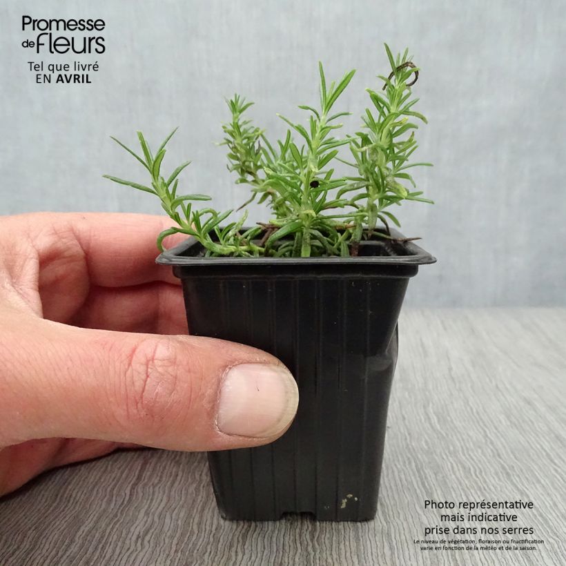 Creeping Rosemary - Rosmarinus officinalis Prostratus sample as delivered in spring