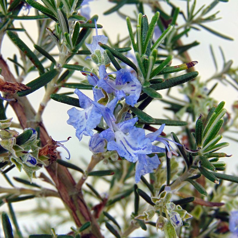 Creeping Rosemary - Rosmarinus officinalis Prostratus (Flowering)