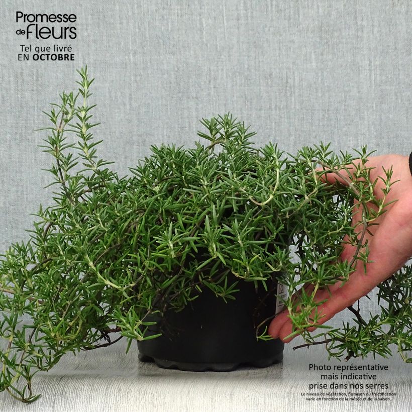 Romarin rampant - Rosmarinus officinalis Prostratus en pot de 2L sample as delivered in autumn