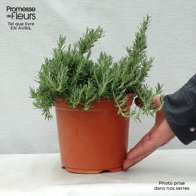 Creeping Rosemary - Rosmarinus officinalis Prostratus sample as delivered in spring