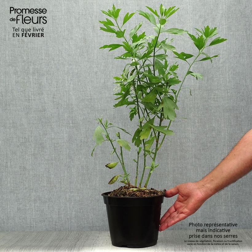 Romneya coulteri - Pavot en arbre Pot de 2L/3L sample as delivered in autumn