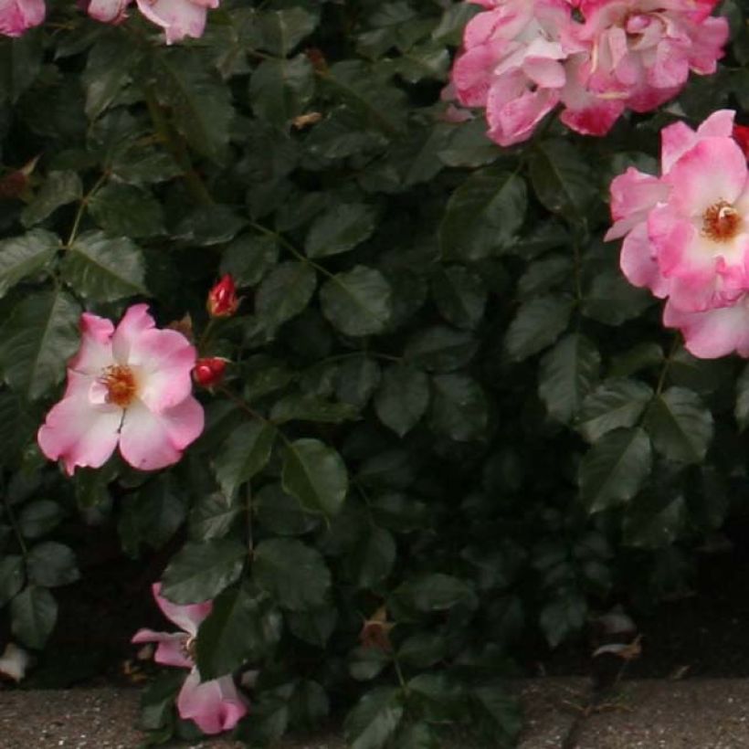 Rosa Dolomiti - ground cover rose (Foliage)