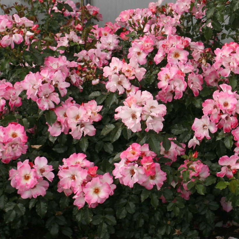 Rosa Dolomiti - ground cover rose (Flowering)