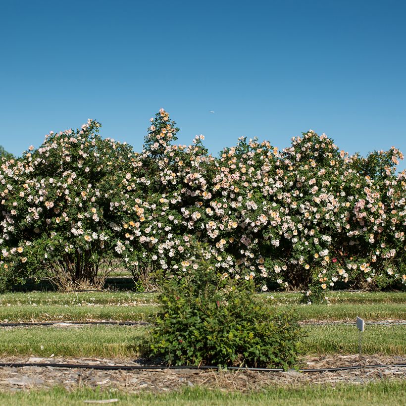 Rosa Above and Beyond - Climbing Rose (Plant habit)