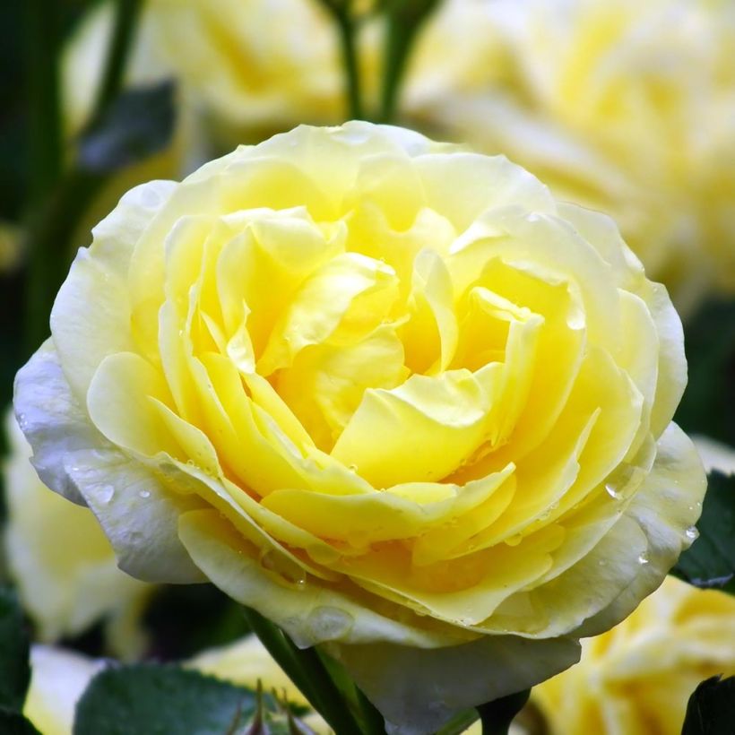 Rosa x polyantha Golden Border - Polyantha Rose (Flowering)