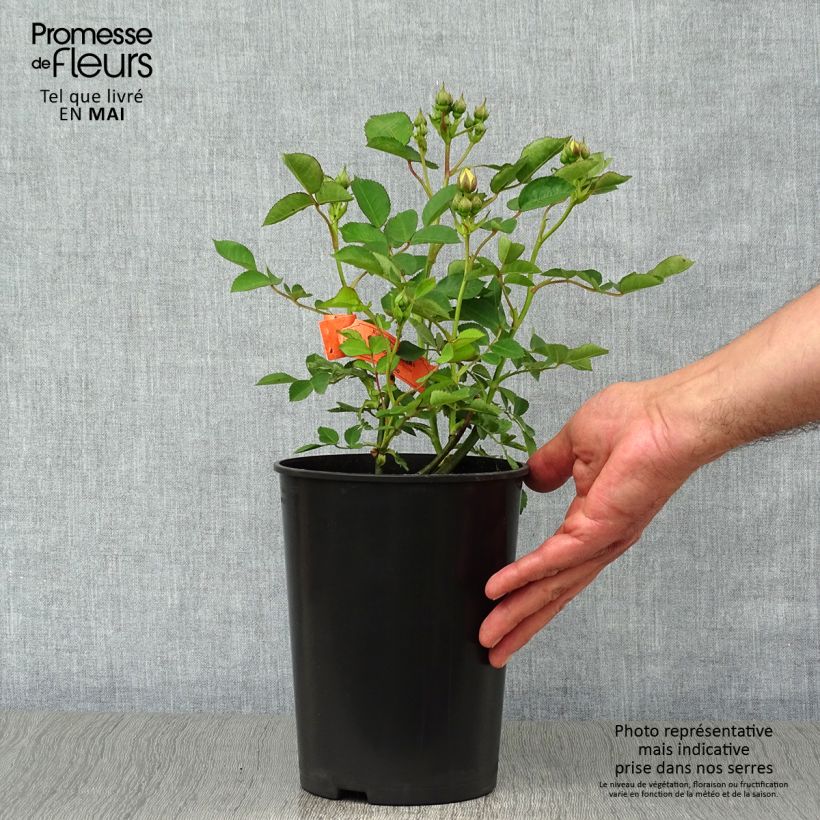 Rosa x polyantha Golden Border - Polyantha Rose sample as delivered in spring