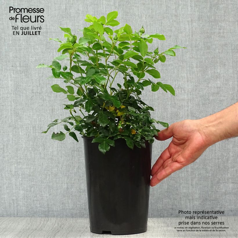 Rosa floribunda Kosmos - Floribunda Rose 4L/5L pot sample as delivered in summer