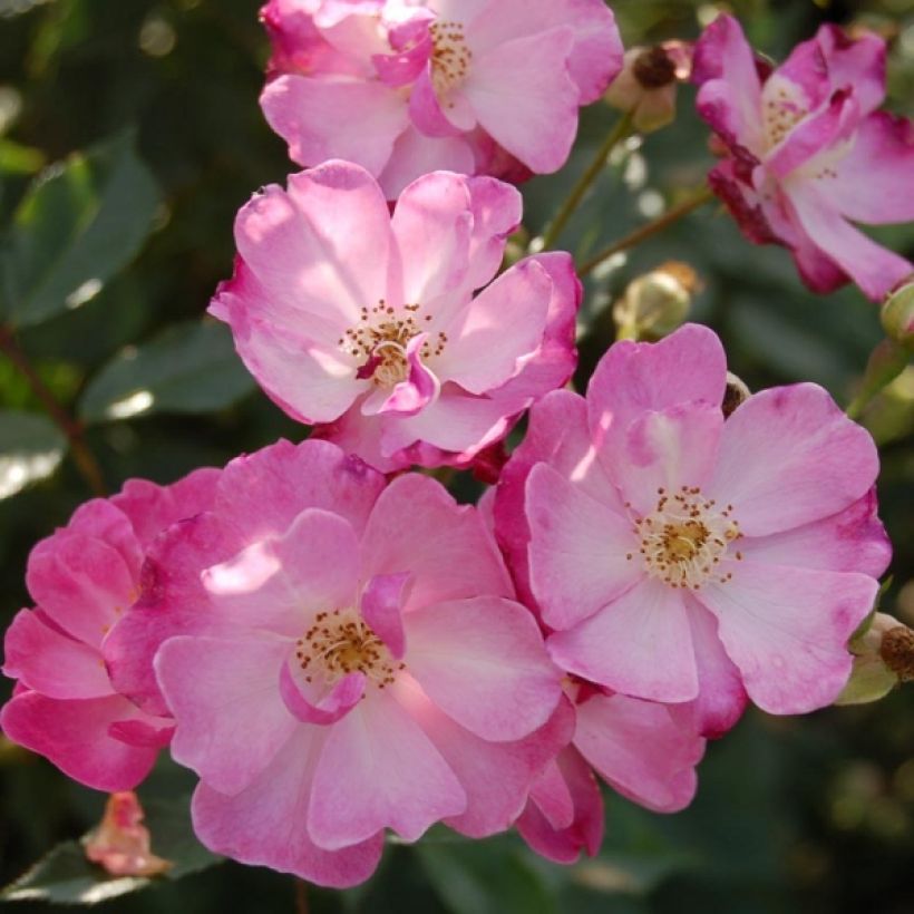 Rosa Lavender Dream (Flowering)