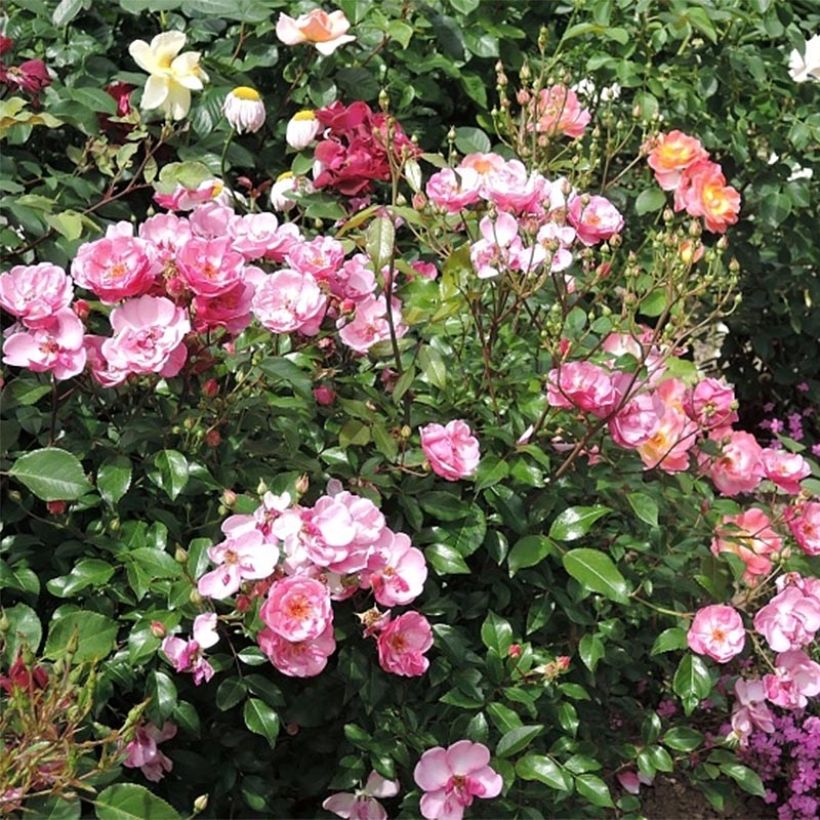 Rosa x polyantha Louis Blériot (Flowering)