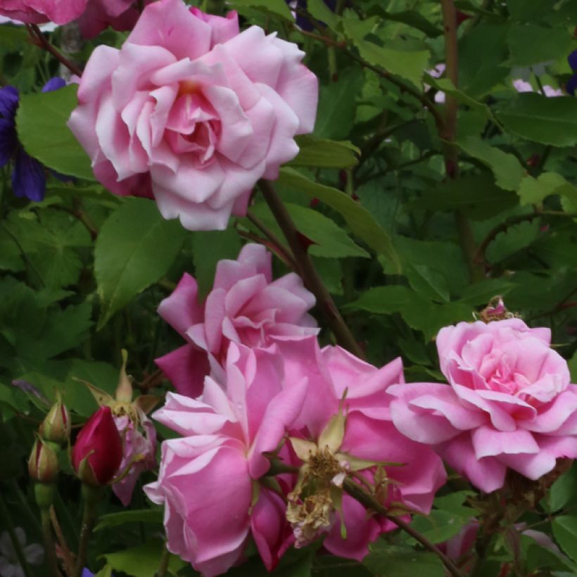 Rosa chinensis Old Blush - China Rose (Flowering)