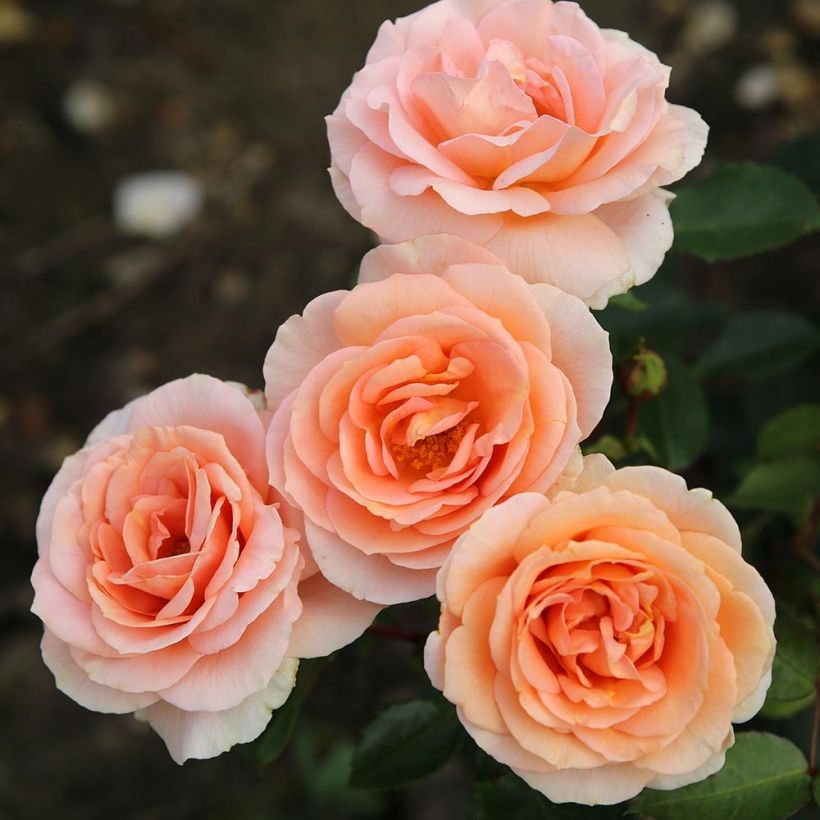 Rosa x Thé - 'Impala' - Patio Rose  (Flowering)