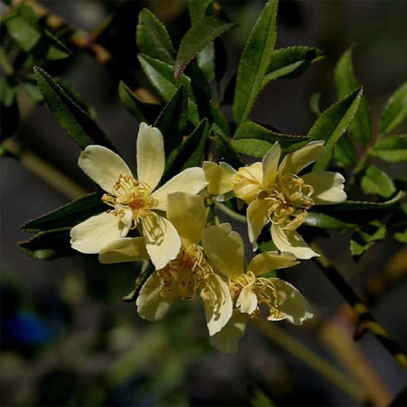 Rosa banksiae Lutescens - rambler rose (Flowering)