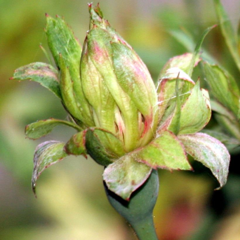 Rosa chinensis Viridiflora - Shrub Rose (Flowering)