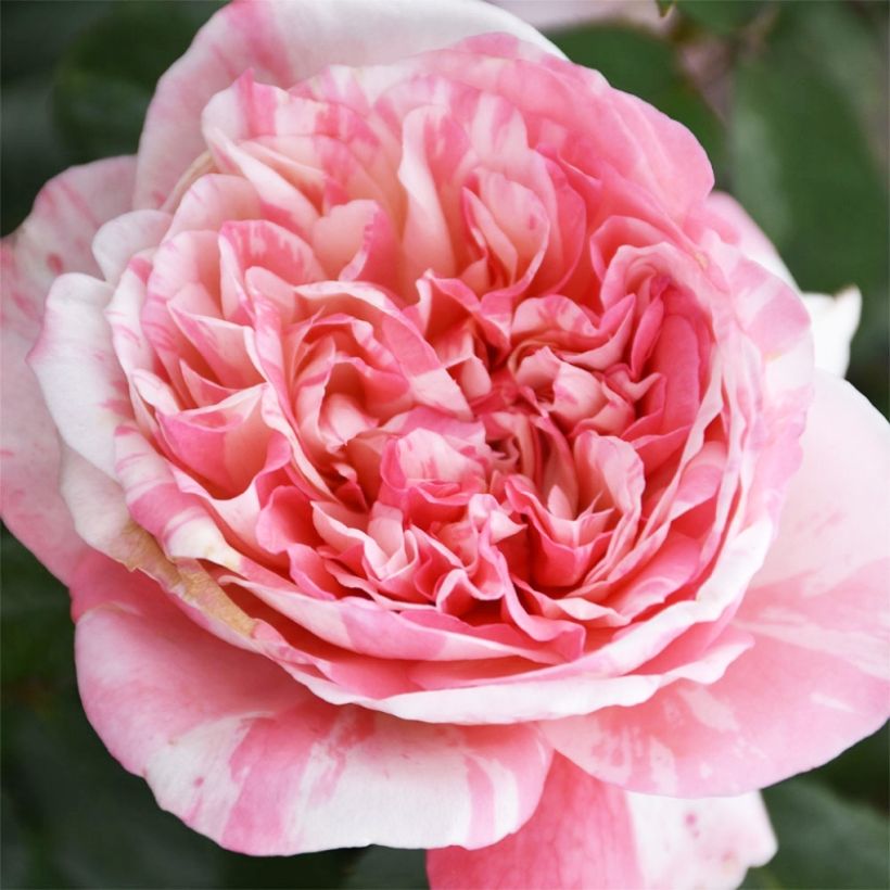Rosa x floribunda Mascaret (Flowering)