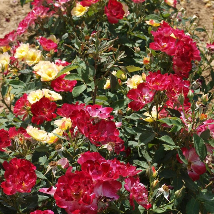 Rosa x floribunda Quinte Flush - Floribunda Rose (Plant habit)