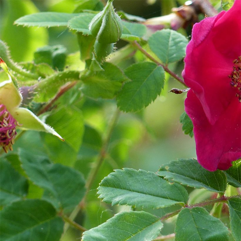 Rosa moyesii Geranium (Foliage)