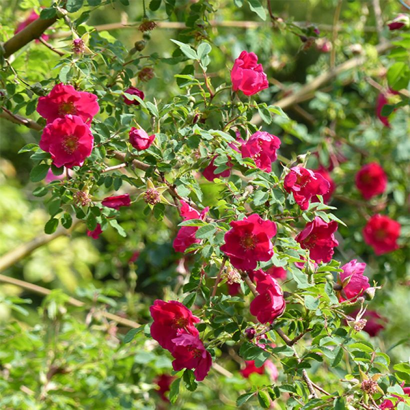 Rosa moyesii Geranium (Flowering)