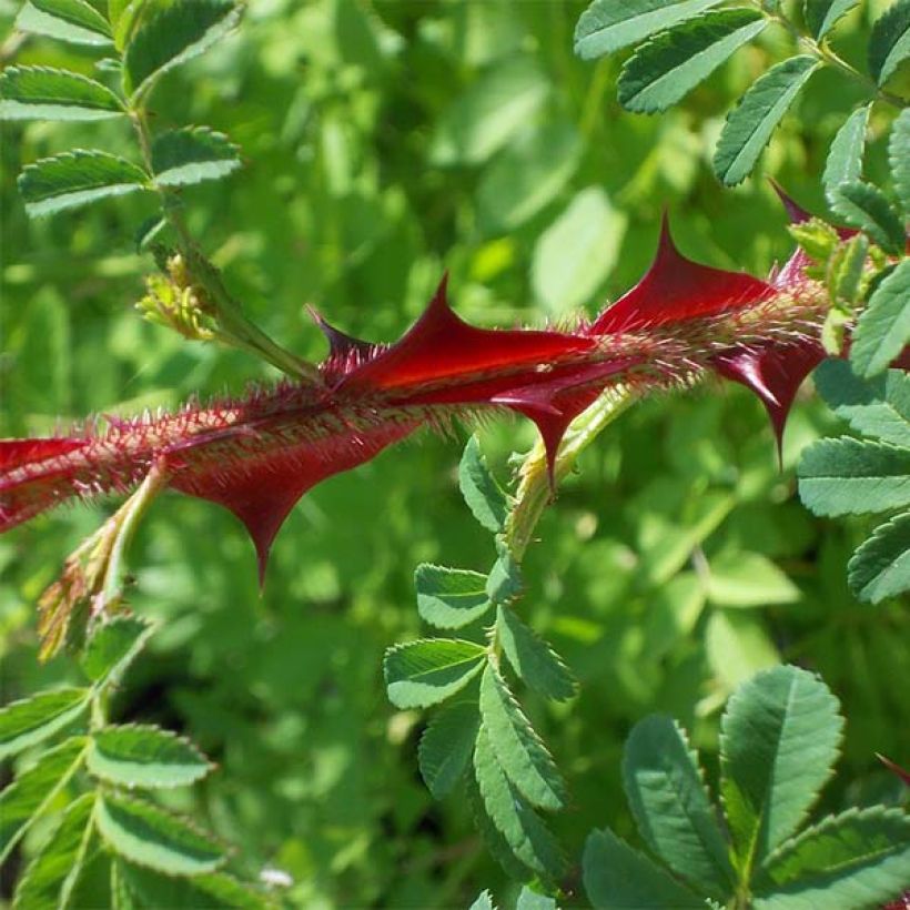 Rosa omeiensis Pteracantha (Foliage)