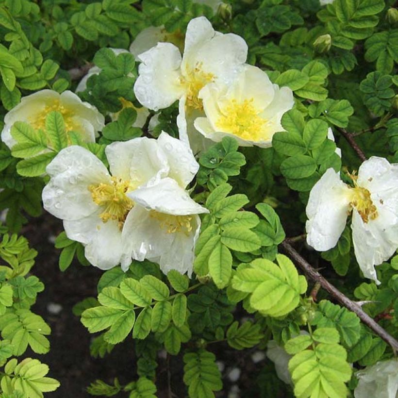 Rosa omeiensis Pteracantha (Flowering)
