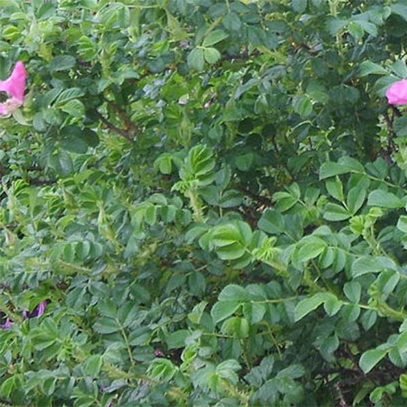 Rosa rugosa - Beach Rose (Foliage)