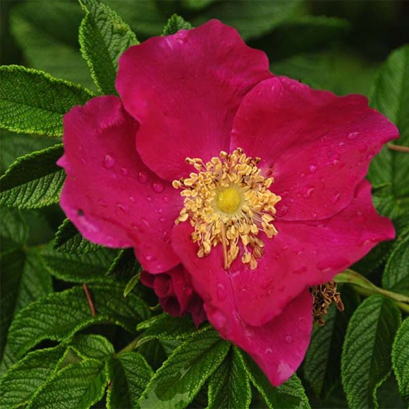 Rosa rugosa - Beach Rose (Flowering)