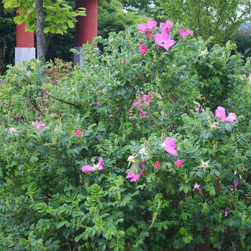 Rosa rugosa - Beach Rose (Plant habit)