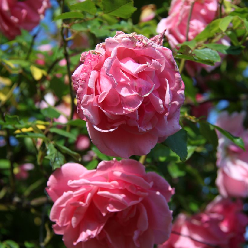 Rosa 'Mme Gregoire Staechelin' - Climbing Rose (Flowering)