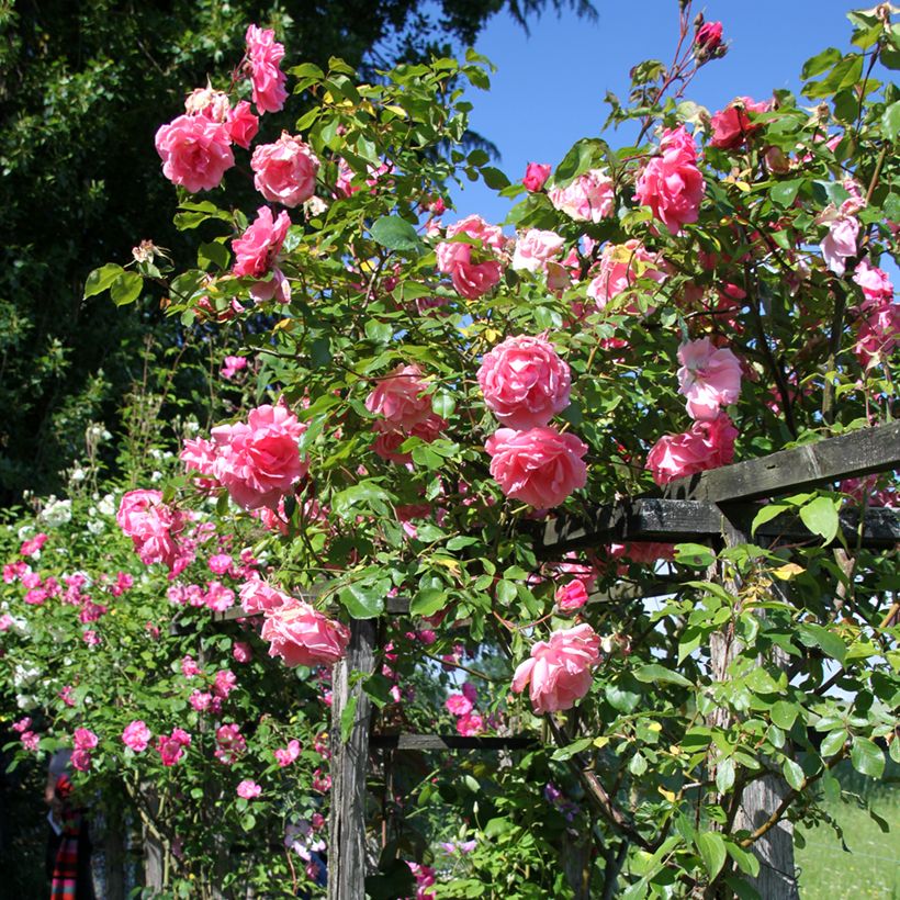 Rosa 'Mme Gregoire Staechelin' - Climbing Rose (Plant habit)