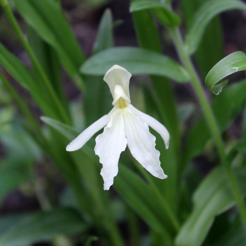 Roscoea beesiana Alba (Flowering)