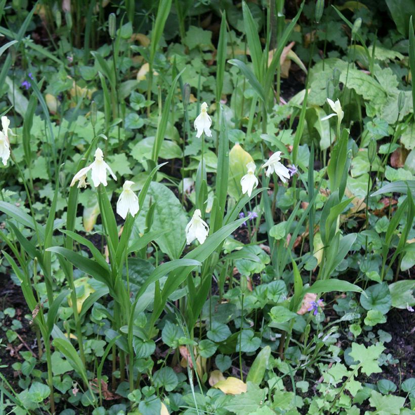 Roscoea cautleyoides (Plant habit)